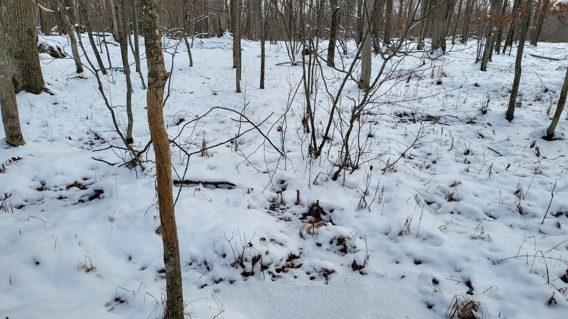 Shawano County 156 acres, A true legacy property for the ultimate