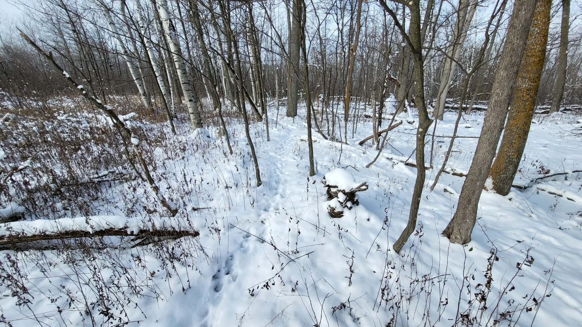 Shawano County 156 acres, A true legacy property for the ultimate