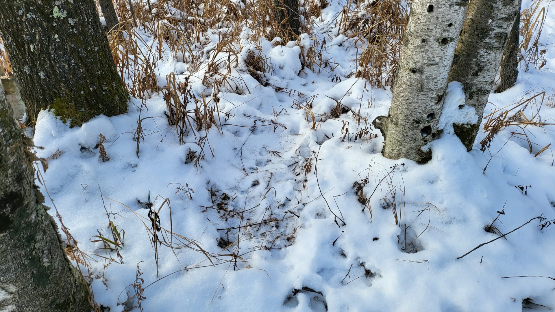 Shawano County 156 acres, A true legacy property for the ultimate