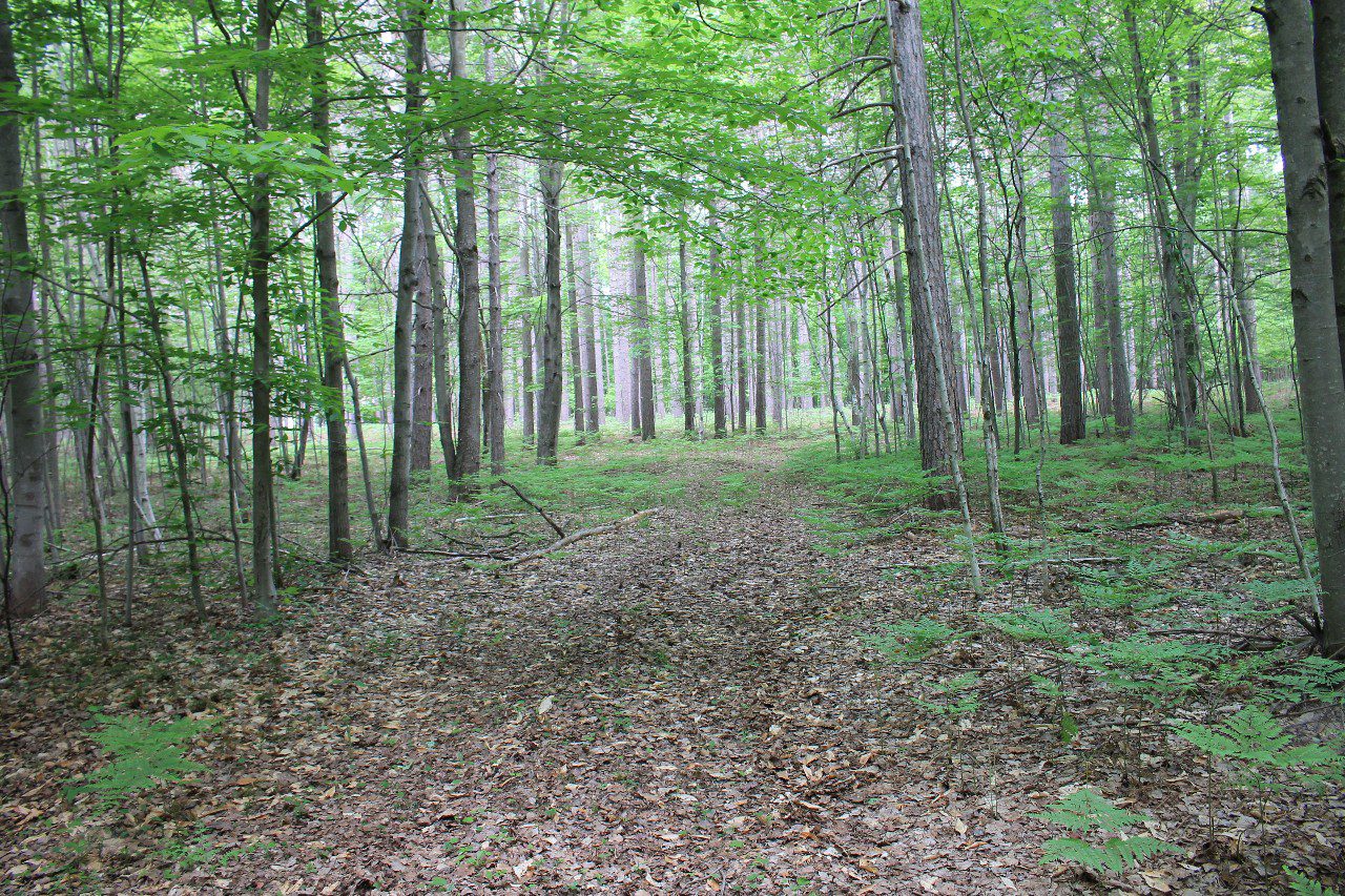 Incredible 78 acre Oconto County town of Abrams | Whitetail Dreams