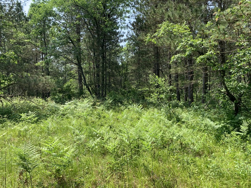 10 Acres National Forest Hunting Land for Sale – Lakewood, Wisconsin ...