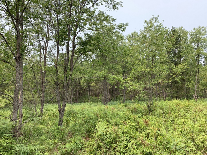 10 Acres National Forest Hunting Land for Sale Lakewood, Wisconsin